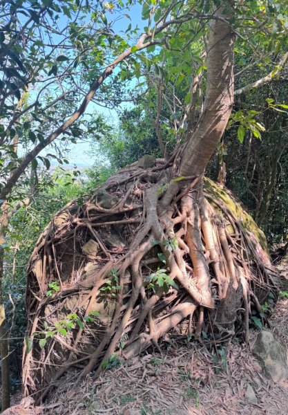 旗尾山(小百岳#)722765476