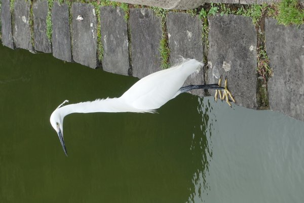 大湖公園．大溝溪．圓覺寺步道814349