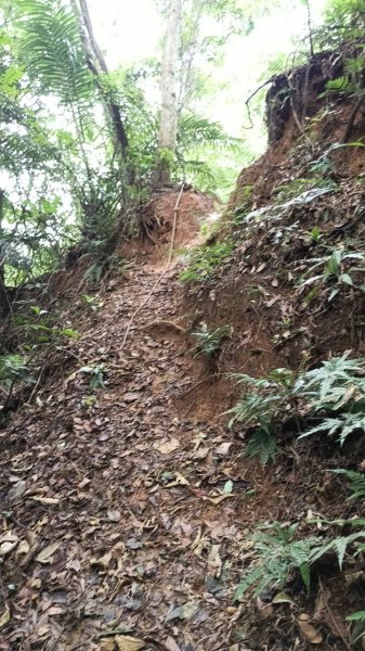 20250607 新竹竹東三山(樹杞林山 - 新具庄山 - 員崠子山)  O型2809062