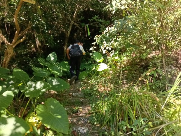 坪林區南闊瀨行(枋山坑古道+枋山坑崙+闊瀨越嶺保甲路O型)2916751
