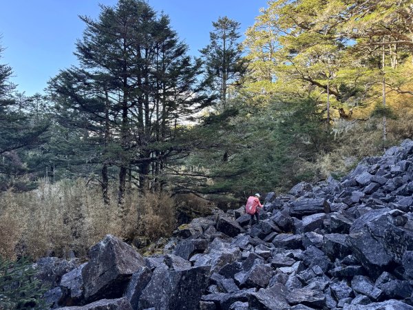 大眾運輸登 雪山西稜 (中雪山未竟) 2025/12/3~92970032