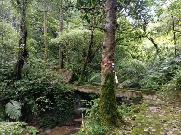 平溪區善覺寺步道+畝畝山北稜線+畝畝山+石硿子瀑布+灰窯瀑布O型2940007