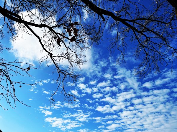 幸福五感森林癒2694325