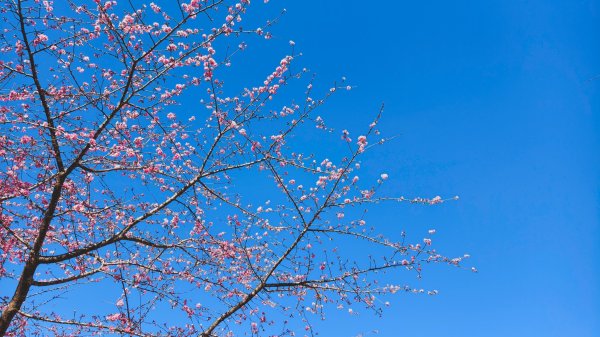 【台灣健行】春艷 • 寶山二集團2698543