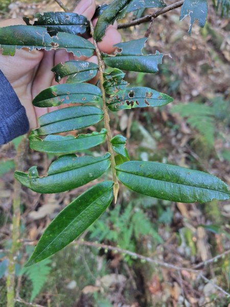 大雪山森林遊樂區 遊客中心 小神木 北三錐山 平石山西北峰2952860