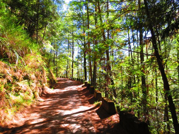如童話般的森林步道-武陵桃山瀑布步道1190764