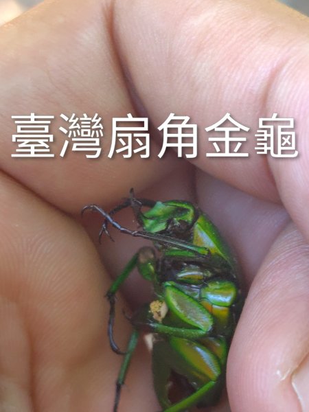 守關山南峰 守關山 守城大山2919093