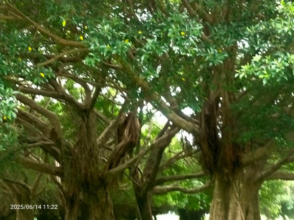 臺北大縱走第八段：捷運動物園站至 捷運關渡站2811529
