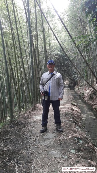 《南投》竹林銀杏｜鹿谷長源圳古道、大崙山銀杏森林、武岫201709212890482