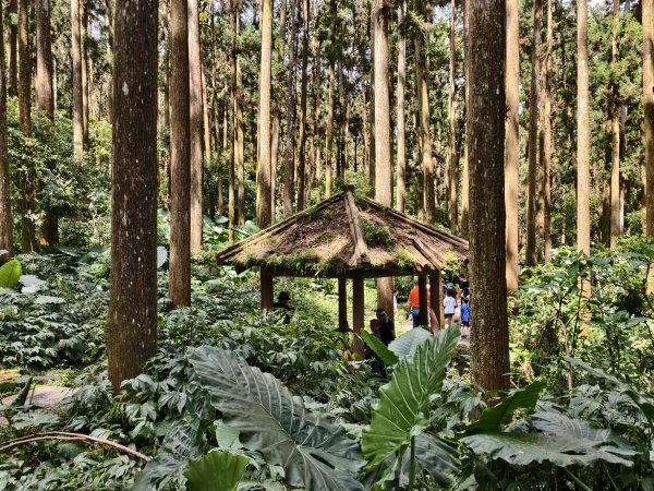 [百山百鳥尋旅-05/15] 2025_0830 溪頭賞鳥步道_銀杏步道2875542