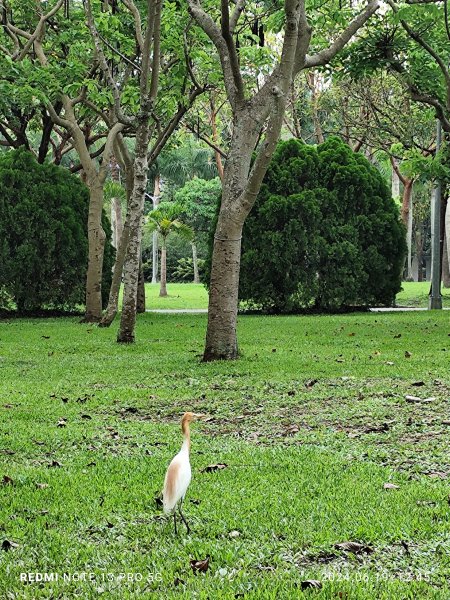 大安森林公園、安湖三號公園【走路趣尋寶，全臺齊步走】2530638