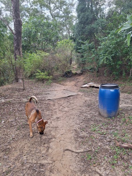 頭份鹿廚坑健行步道2734328