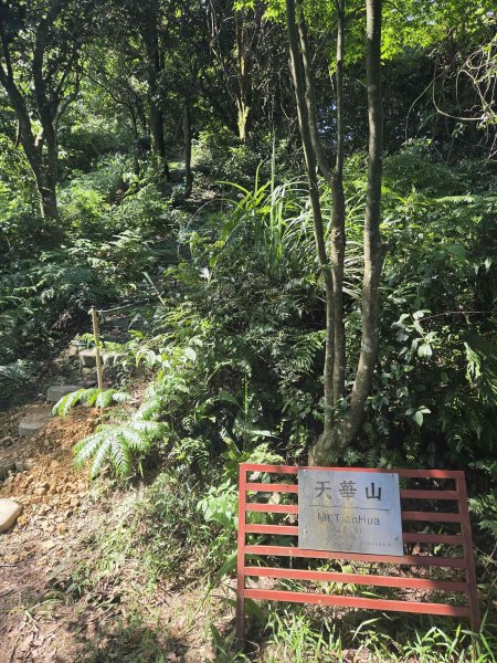 20260518靜修嶺-天華山-七城旺旺嶺-打鐵坑山等11連峰3058660