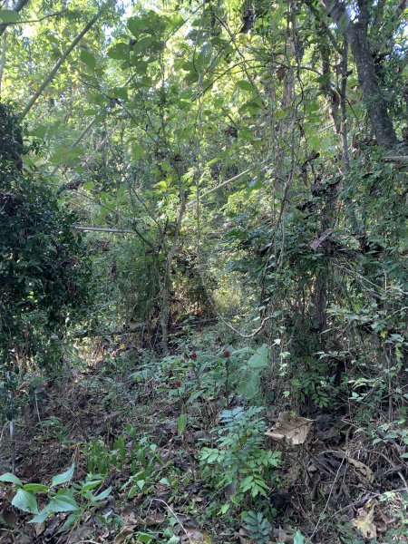 20251115台南大尖山2938092