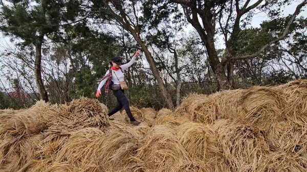 20260127三通嶺山.三義山(大桁茂山).慈濟山.大坪山大O走2990755