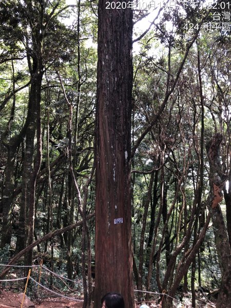 鳶嘴稍來國家步道季秋縱走1144615