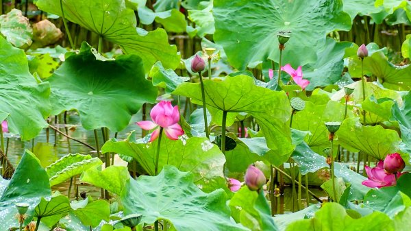 五堵獅頭山2810535