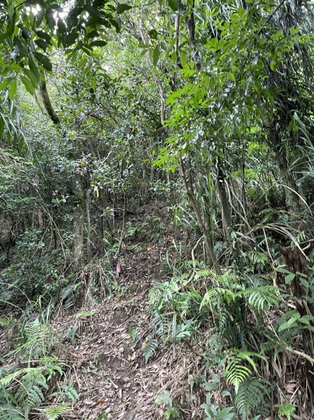 蛇子形古道2511200