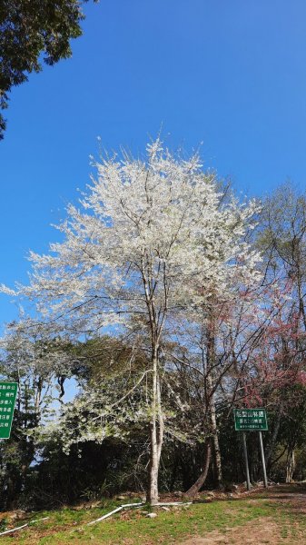 《台中》大雪山210林道｜烏石坑山朦朧迷霧森林202103141305876