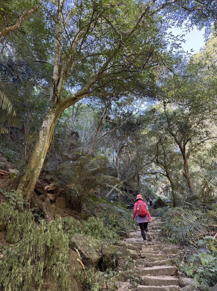鳴鳳山-錫隘古道大O繞-202601252991402