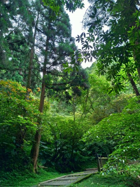 東眼山及親子峰步道592087