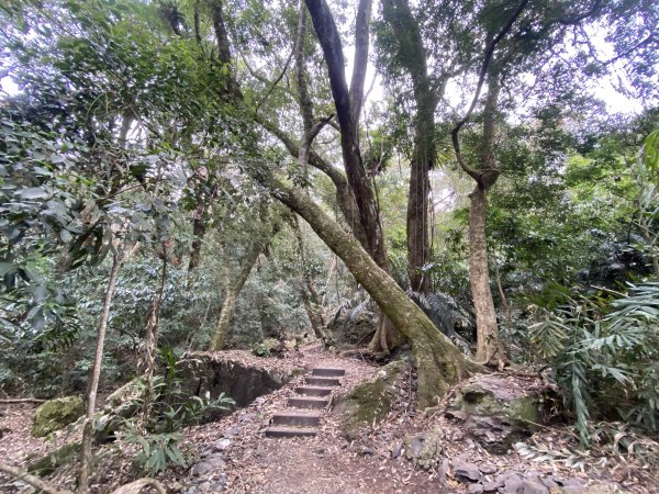 《雪山坑登山步道｜巨人之手森林秘境 Xueshankeng Hiking Trail & Giant2971082