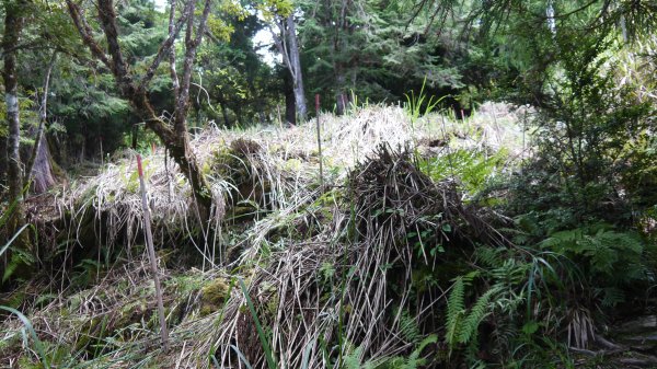 三星山登山健行趣(小百岳85號)1800705