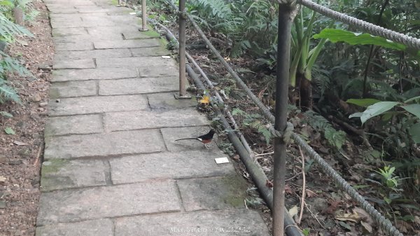 《台北》城市晨運｜虎山親山自然步道（松山慈惠堂）202505222795780