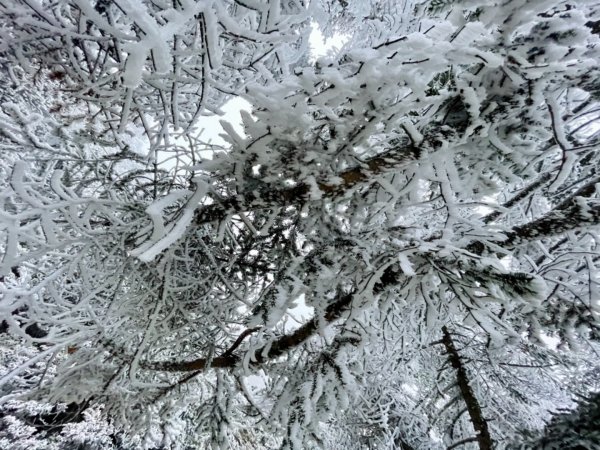 絕美銀白世界 玉山降下今年冬天「初雪」1236130