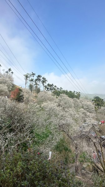 九份二山 集集大山 九尖賞梅2695255