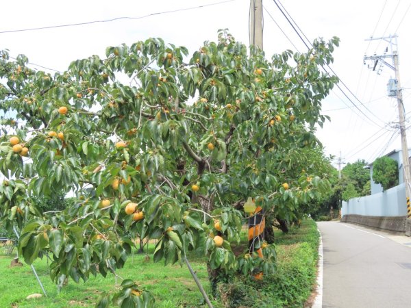 旱溪源頭自然生態區2878006