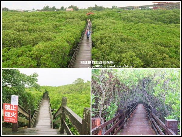 新豐紅樹林生態保護區。漫步龍貓綠色隧道