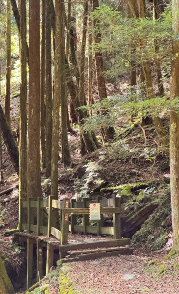 觀霧-檜山巨木群步道2925585