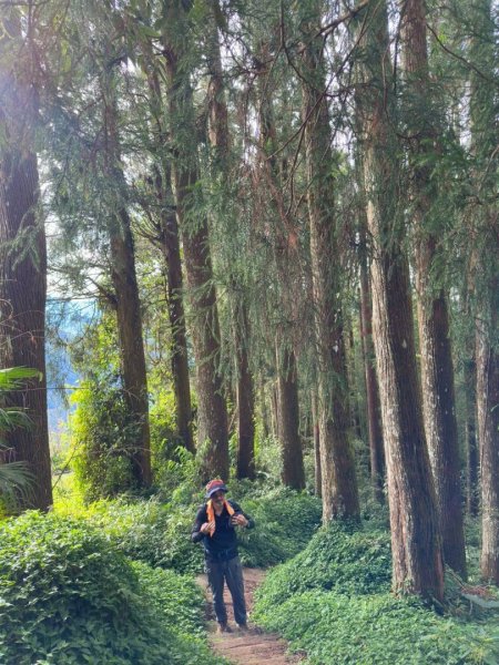 20251029石棹茶、霧、雲、霞、櫻、愛之道 樂野山 霹靂山2926627