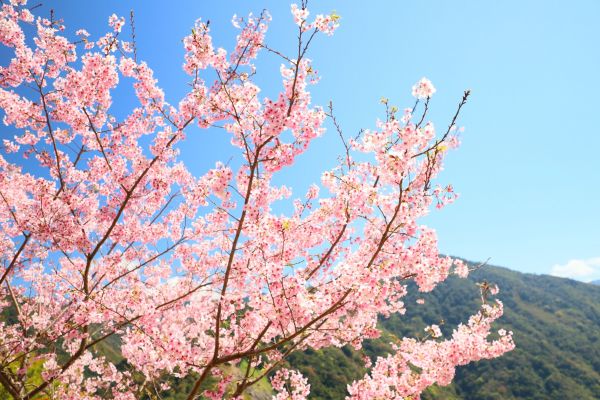 拉拉山的櫻花286556