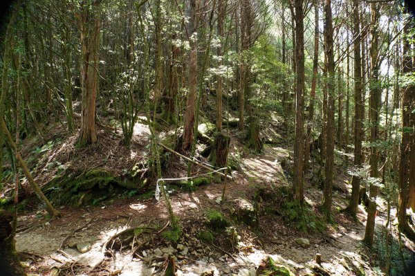 台中 和平 南松鶴山、八仙山、東松鶴山2877957
