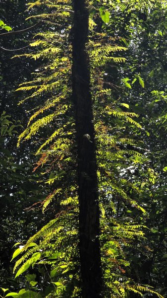 風和日麗來去烏來三山享受森林芬多精2984336