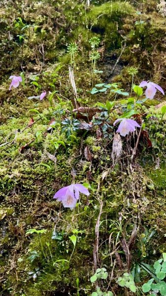 卡保石壁一葉蘭（耘夢谷上逐鹿山下O走）2809546