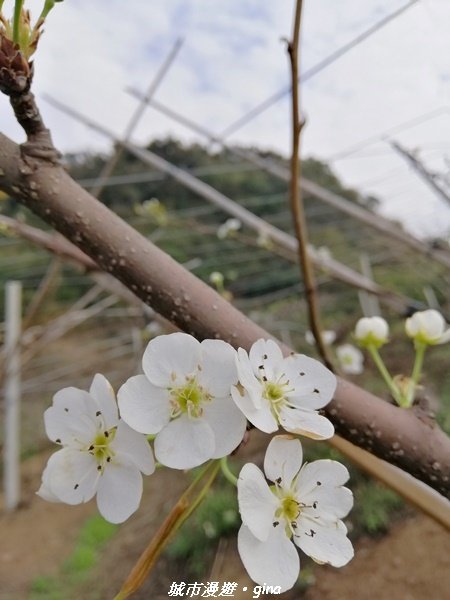 適合賞景健身親子型步道~鳳凰山觀音山步道1244194