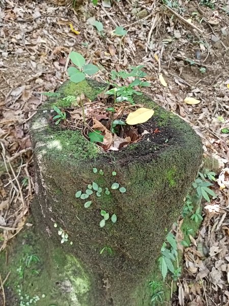 2-2 紗帽路旁磺溪祕境→白雲瀑布→陽明山前山公園→陽明醫院舊址1825895