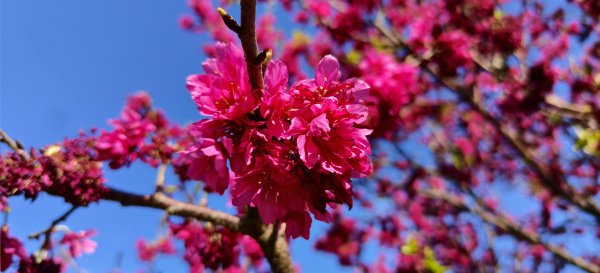 2026/02/15-后里觀音山+鳳凰山3005064