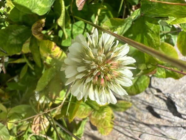 合歡山群峰（南峰、石門山、尖山、東峰）2626651