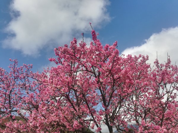 平菁街42巷櫻花怒放1251488