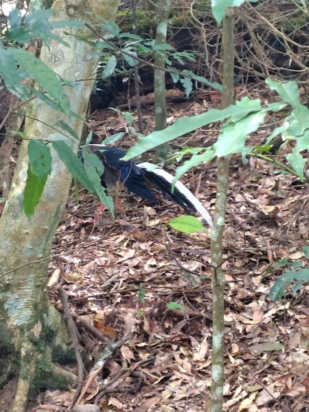 長壽山、肥崠山、醜崠山、大崠山、大崠山經建版2931604
