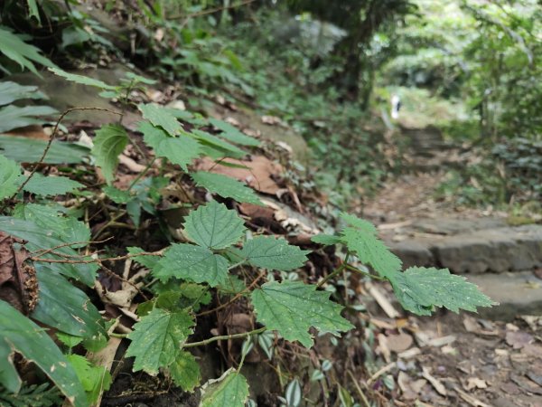 2023.12.23 崁頭山2833303