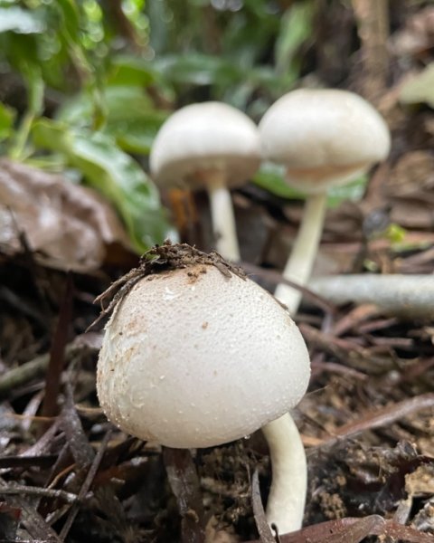 烏來加九寮溪-卡拉莫基清幽小秘境/釣魚💙2617250