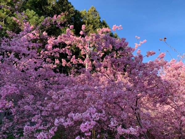 福壽山農場千櫻園賞櫻865279