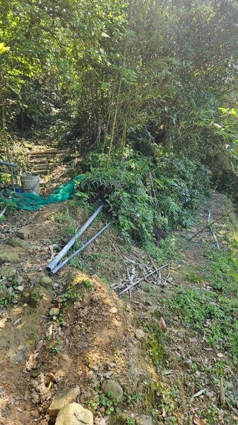 20250322遠望坑古道-龜媽坑古道中線-虎子山古道2743255