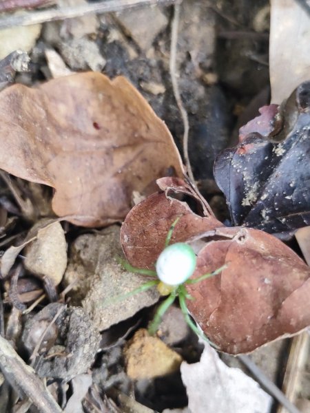 微笑山線之望月亭段2849038