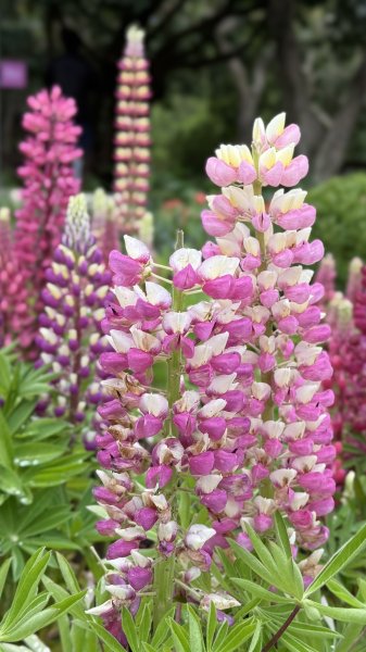 2025台北杜鵑花季｜大安森林公園｜迎曦花丘｜20250307｜峯花雪月2729816